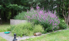 Phytoépuration Aquatiris
